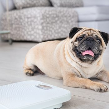 Cute overweight pug on floor with weight scale at home