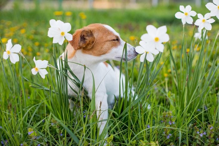 the dog is sniffing flowers, Jack Russell sniffs the daffodil in the spring against a green background, a dog with closed eyes sneezing and sniffing flowers, the dog does not have allergies to bloom