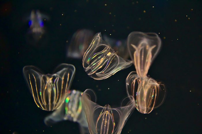 Comb Jelly with bioluminescence and black background