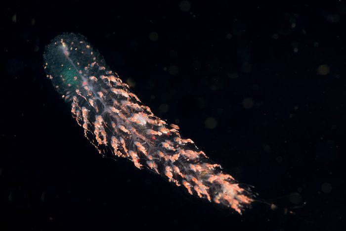 A siphonophore at night in the gulf stream.
