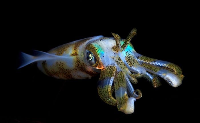 Bigfin reef squid - night dive in Bali.