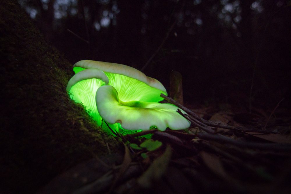 Incredible Photos of Animals  That Can Glow  in the Dark  