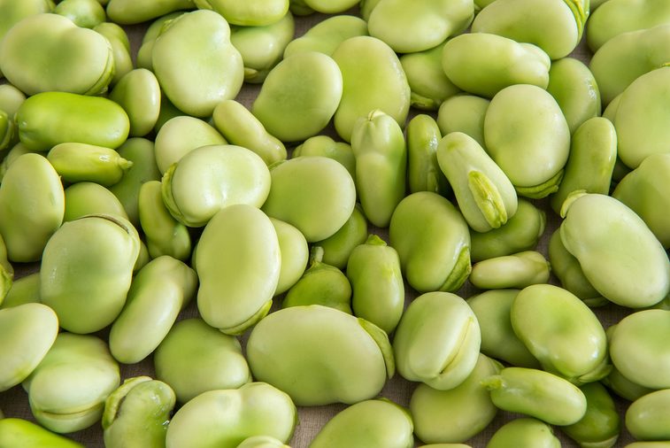 Broad bean