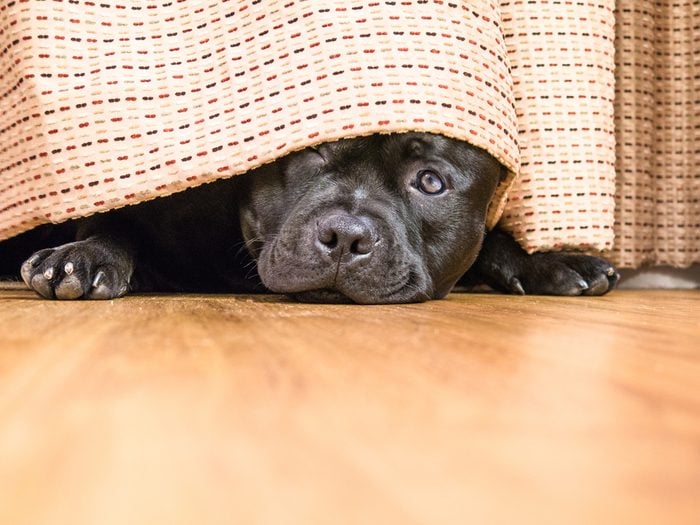 Cute Staffordshire Bull Terrier dog lying on a wood floor hiding under a curtain, drape, one open eye can be seen as he is peeking out.