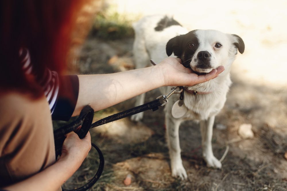 hand of man caress little scared dog from shelter posing outside in sunny park, adoption concept