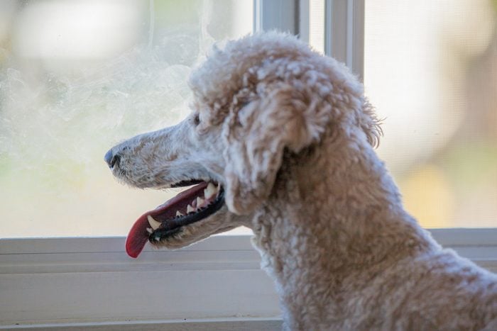 A beautiful brown standard Poodle looking out of the window waiting for her owner. Dog is human's best and faithful friend concept.