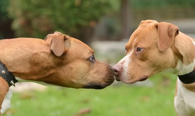 Two Pit bulls terriers watching each other head to head.