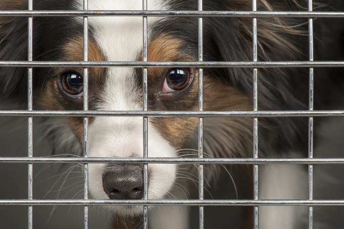 Closeup of a dog looking through the bars of a cage