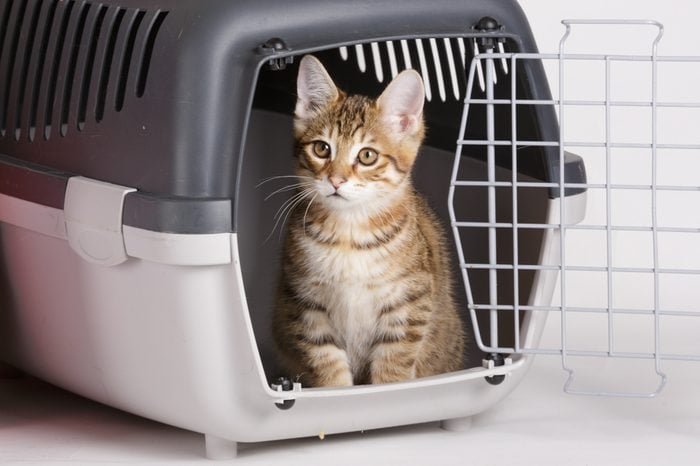 travel with cat - kuril bobtail kitten in a carry box on white isolated background