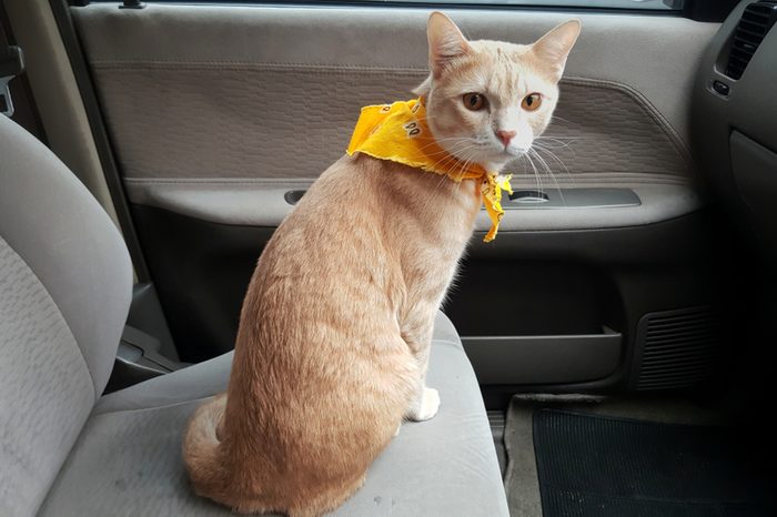 a bright cat wearing fabric collar sitting on the seat inside a car when travel with owner.