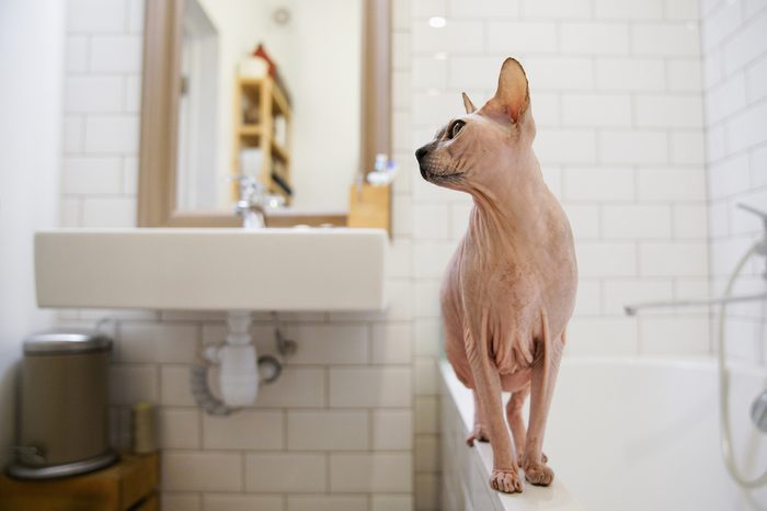 Sphinx cat in the bathroom waiting for bathing.