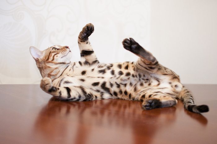 Bengal cat is lying on table. Brown background. Domestic adult cat. Pedigreed cat is playing. 