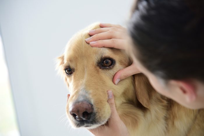 Veterinarian checking dog's eye