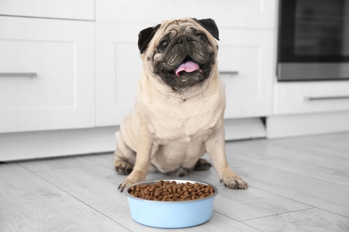 Cute overweight pug and bowl full of food on floor at home