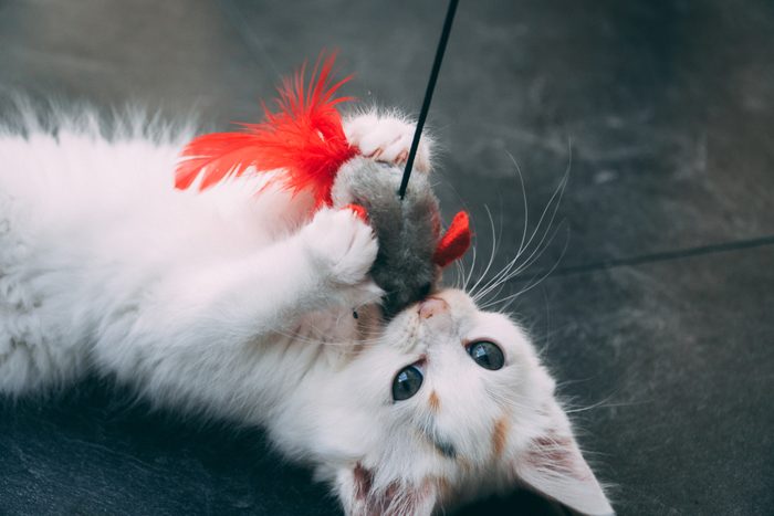 Little kitten fighting with mouse toy