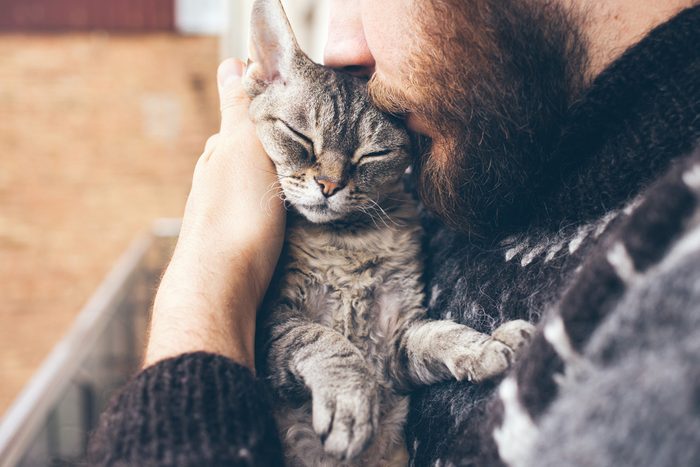 Close-up of beard man in icelandic sweater who is holding and kissing his cute purring Devon Rex cat. Muzzle of a cat and a man's face. Love cats and humans. Relationship, weasel.