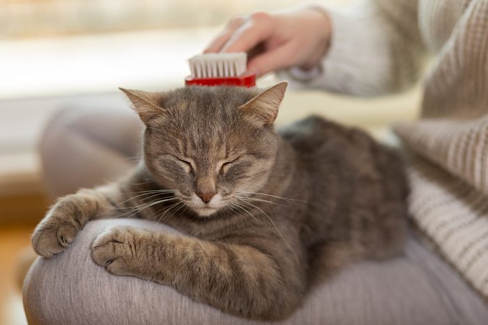 Tabby cat lying in her owner's lap and enjoying while being brushed and combed. Selective focus