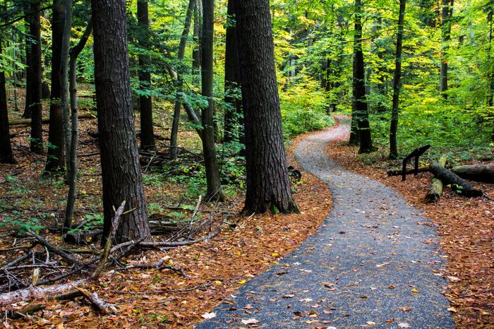 Wooded Path in Michigan