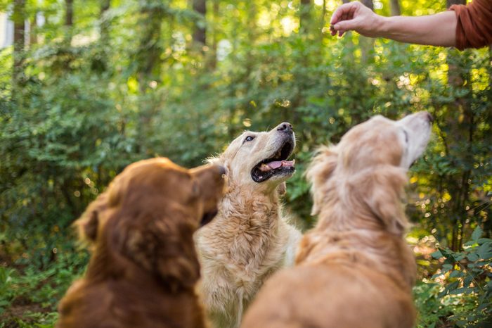Three Golden Retriever Dogs wait for a treat while trying with owner outside
