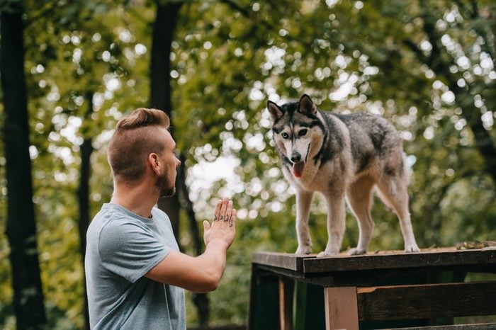 cynologist gesturing command to husky dog on obstacle