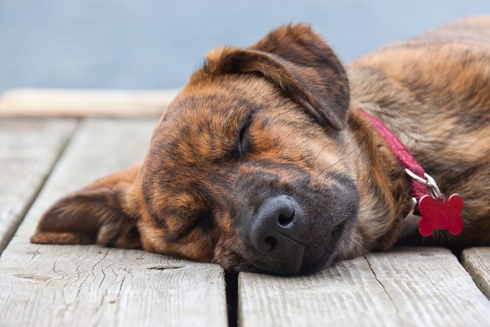 A brindled Plott hound puppy on a porch