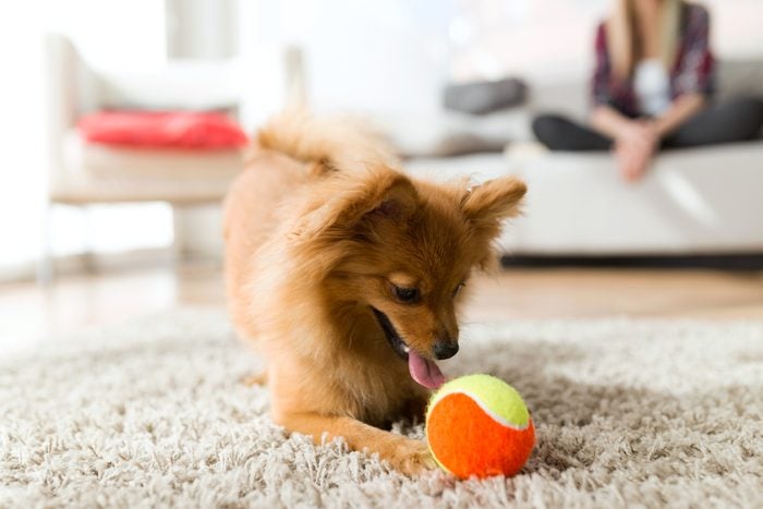 Portrait of beautiful young woman with her dog playing with ball at home.