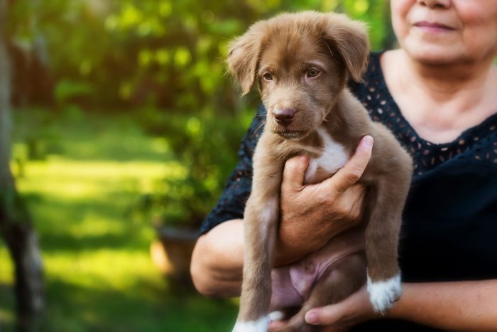 Happy owner carry new Labrador Retriever puppy with foliage bokeh and sunset light. Adopt a canine to celebrate the year of dog 2018 for her luck. New lovely member of family with copy space for text.