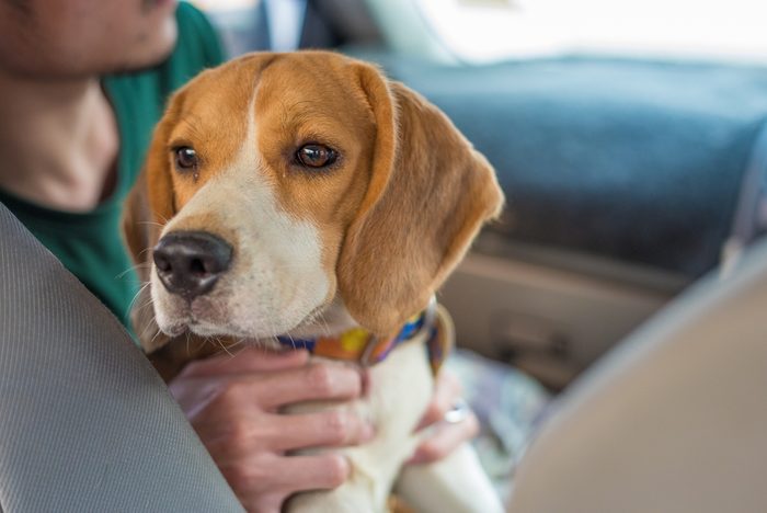 Beagle to travel out of the old house.