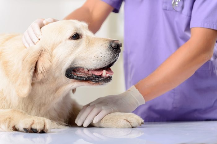 My friend. Close up of nice dog lying on the table while professional vet holding and examining it