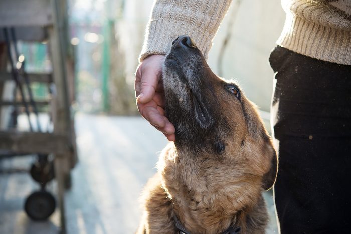 Surprising Benefits of Adopting a Shelter Dog | Reader's Digest