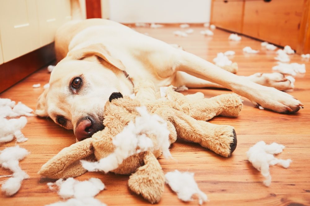 Things You Should Never Do When Buying Your Pet Toys