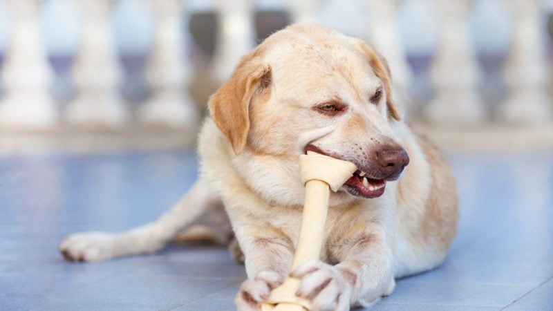 dog chewing on bones