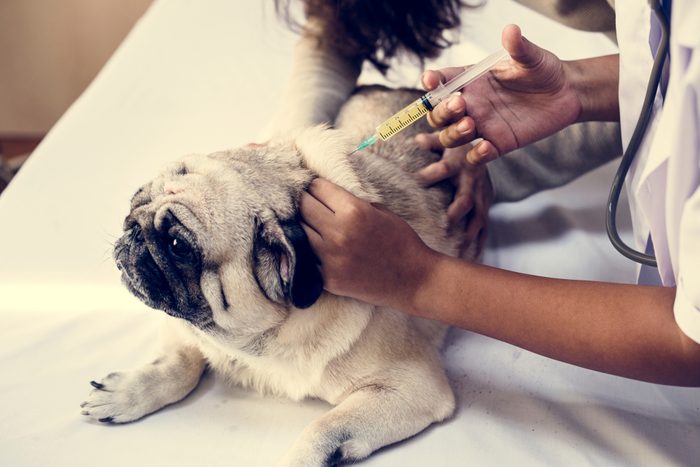Pet pug getting a vaccination