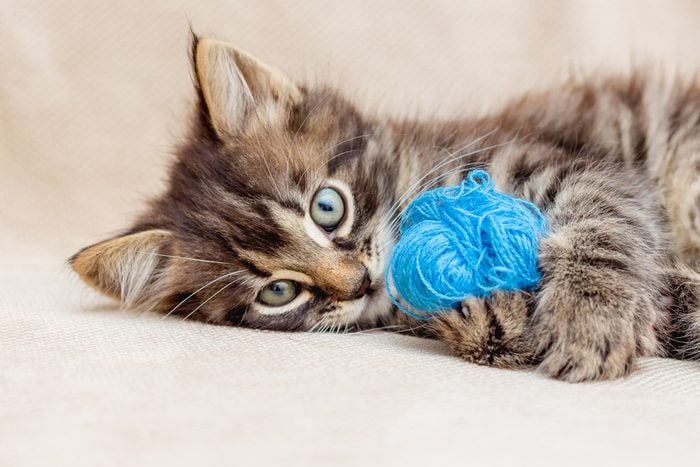 A small striped kitten is playing with a blue clue of yarn