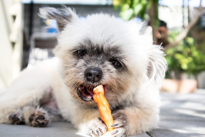 Dog Eating Delicious Snack