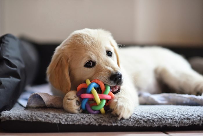 Golden retriever dog puppy playing with toy while lying on den