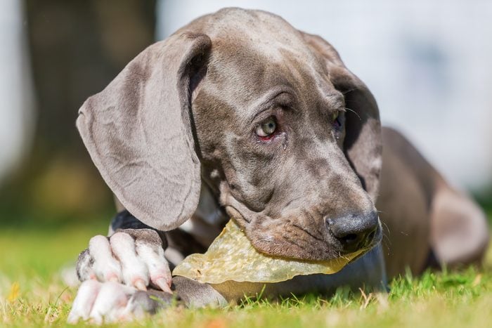 picture of a great dane puppy who is chewing at a pig's ear