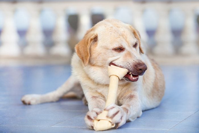 Dog Labrador retriever chew rawhide bone