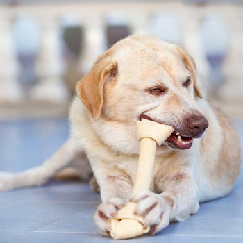 Dog Labrador retriever chew rawhide bone