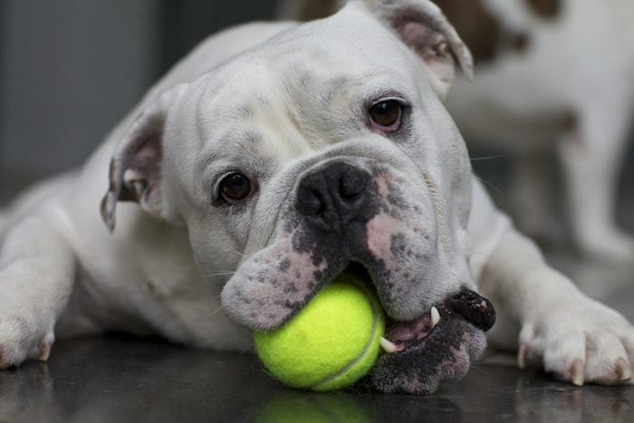 English Bulldog with Tennis Ball