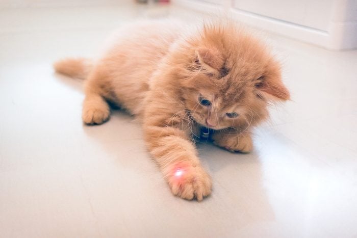 Curious Orange Kitten Plays with a Red Dot from a Laser Pointer 