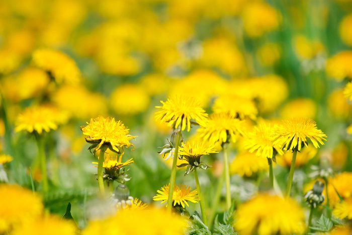vinegar uses exterminate dandelions and unwanted grass