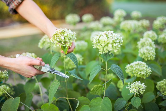 white vinegar uses keep cut flowers fresh