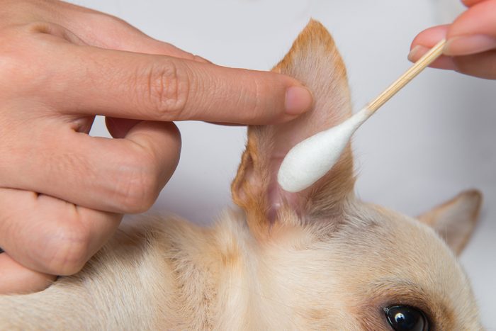 White vinegar for cleaning pet ears