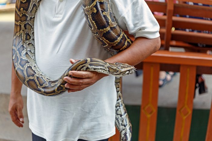 Man handling a snake for a show