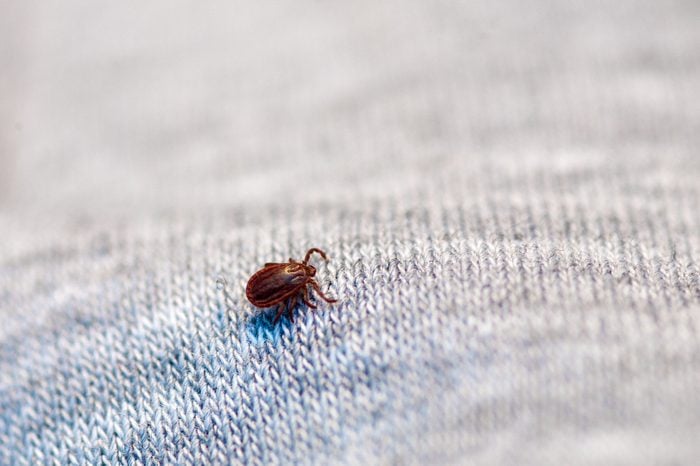 A true ixodid tick blood sucking parasite carrying the disease sits on a person's clothing