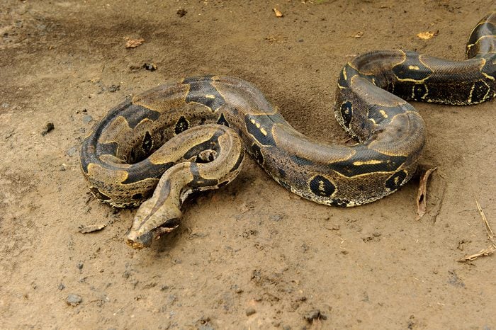 Boa constrictor, a species of large, heavy-bodied snake.