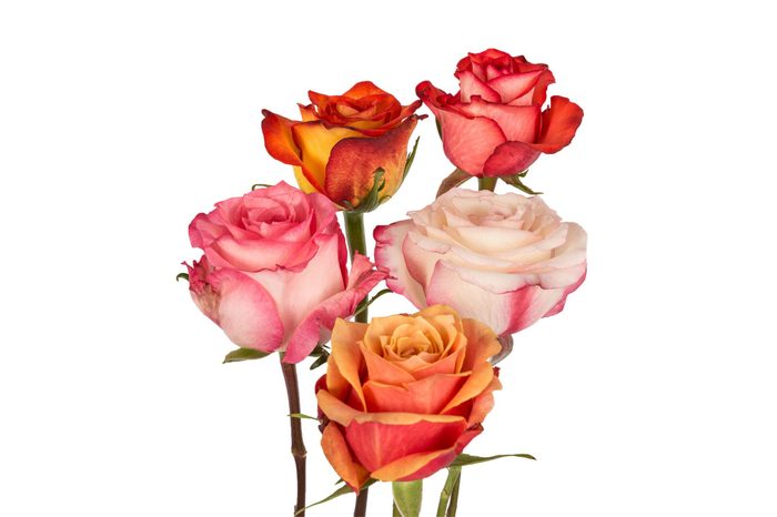Roses, Assorted Bicolor (125 stems)