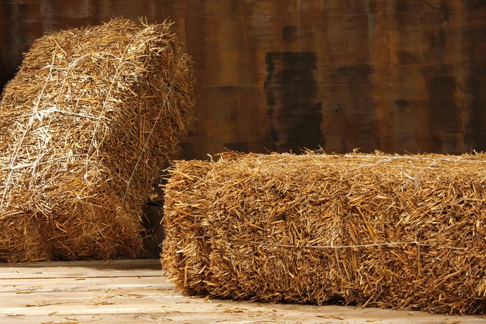 Studio shot of hay, isolated on wooden floor