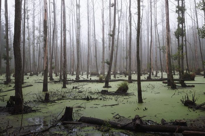 Spooky swamp filled with swamp monsters